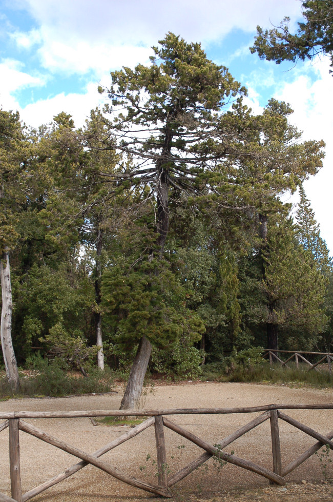 Arrasia rostrata Bernicchia, Gorjón & Nakasone